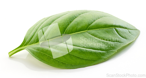 Image of fresh green basil leaf