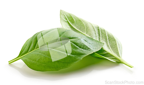 Image of fresh green basil leaf