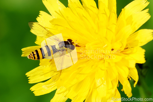 Image of Blomsterflue