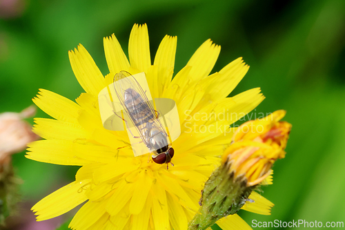 Image of Blomsterflue