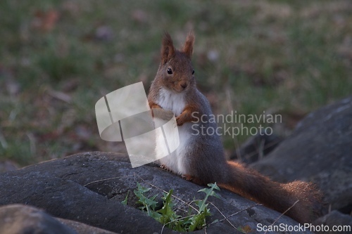 Image of A quite squirrel in the garden