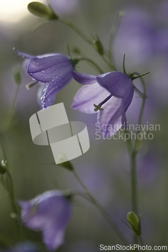 Image of This beautiful bluebell