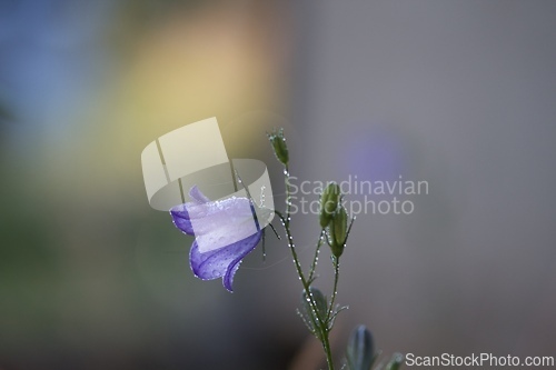 Image of A beautiful bluebell in the garden