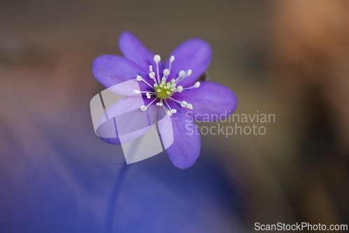 Image of Hepatica nobilis Bl&aring;veis