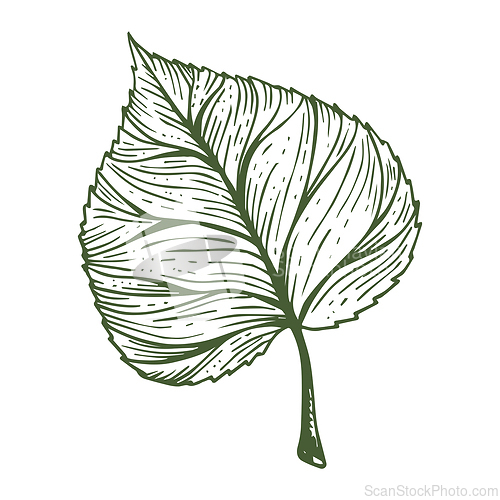 Image of Green sceleton image of leaf over white