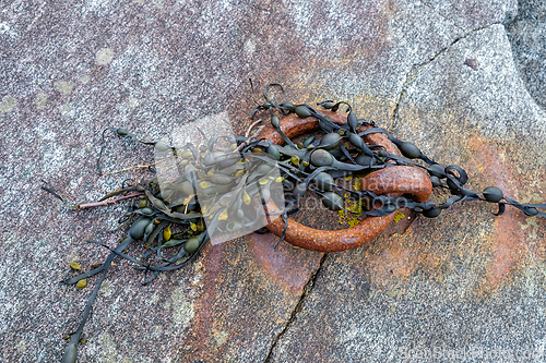 Image of A rusty metal ring on a rocky shore is covered in seaweed