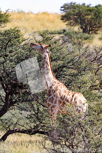 Image of Cute Angolan giraffe (Giraffa camelopardalis angolensis), Kalahari, South Africa wildlife