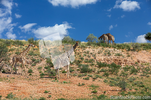 Image of Cute Angolan giraffe (Giraffa camelopardalis angolensis), Kalahari, South Africa wildlife