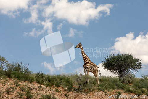 Image of Cute Angolan giraffe (Giraffa camelopardalis angolensis), Kalahari, South Africa wildlife