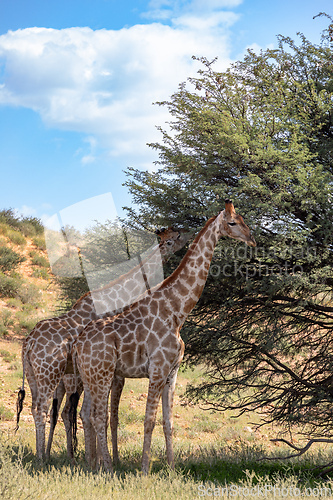Image of Cute Angolan giraffe (Giraffa camelopardalis angolensis), Kalahari, South Africa wildlife
