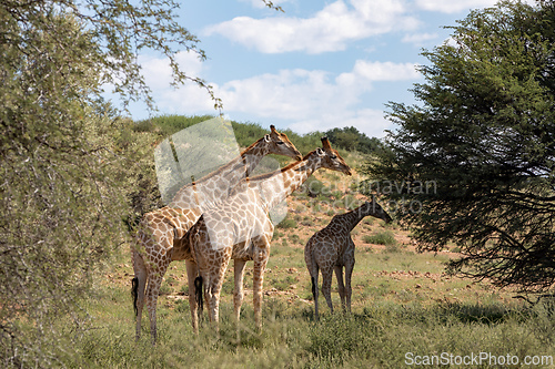 Image of Cute Angolan giraffe (Giraffa camelopardalis angolensis), Kalahari, South Africa wildlife