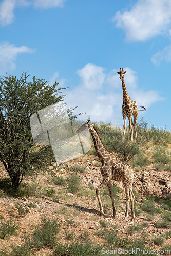 Image of Cute Angolan giraffe (Giraffa camelopardalis angolensis), Kalahari, South Africa wildlife