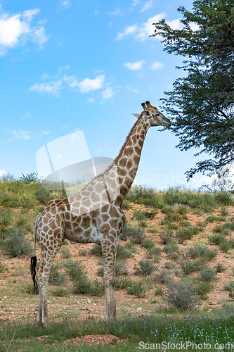 Image of Cute Angolan giraffe (Giraffa camelopardalis angolensis), Kalahari, South Africa wildlife