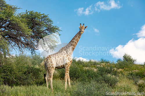 Image of Cute Angolan giraffe (Giraffa camelopardalis angolensis), Kalahari, South Africa wildlife