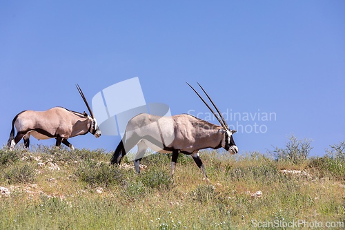 Image of Gemsbok, (Oryx gazella) in Kalahari, South Africa