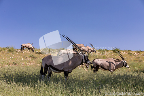 Image of Gemsbok, (Oryx gazella) in Kalahari, South Africa