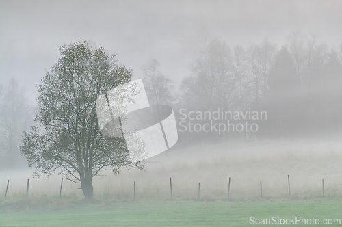 Image of A lone tree stands in a foggy field with a wooden fence in the f