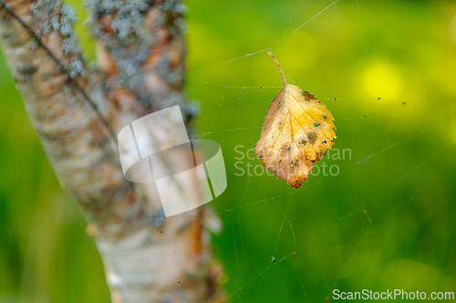 Image of A single, withered leaf hangs from a spiderweb in front of a tre