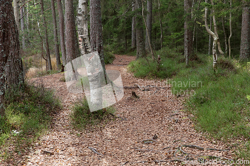 Image of &Oslash;stmarka