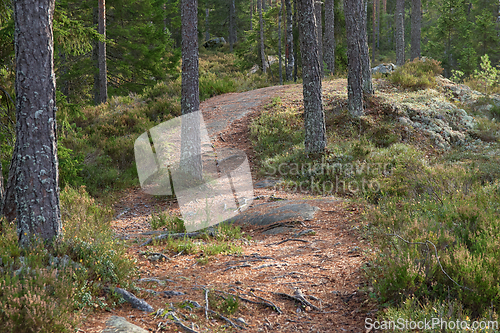 Image of &Oslash;stmarka