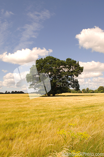 Image of Tree, cornfield and clouds