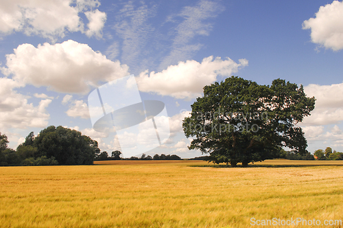 Image of Tree, cornfield and clouds