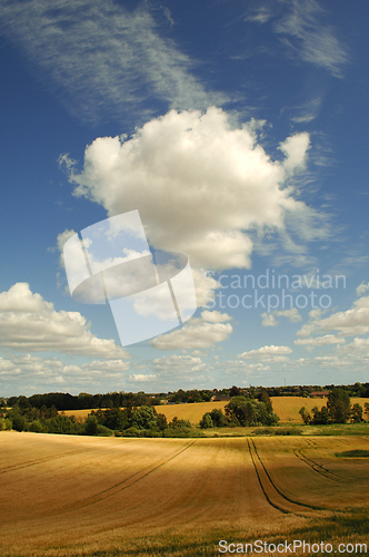 Image of Cornfield