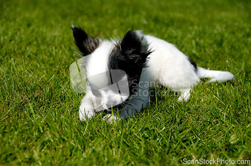 Image of Chihuahua dog on green grass