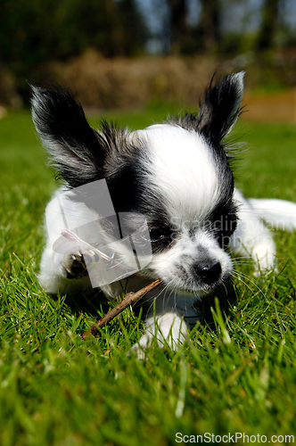 Image of Chihuahua dog on green grass