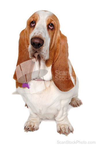 Image of Sad Basset Hound  dog on a white background