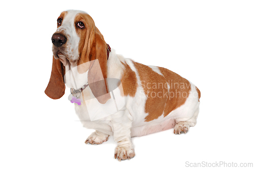 Image of Sad Basset Hound  dog on a white background