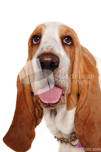 Image of Happy  Basset Hound  dog on a white background