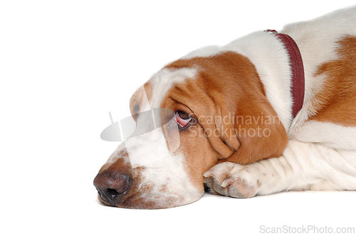 Image of Sad and sick Basset Hound  dog on a white background