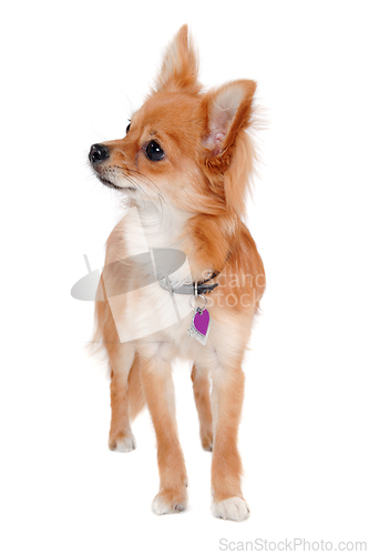 Image of chihuahua puppy dog is standing on a white background