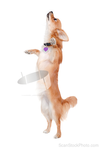 Image of chihuahua puppy dog is standing on a white background