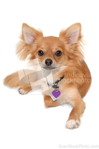 Image of chihuahua puppy dog is resting on a white background