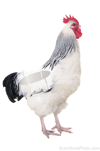 Image of Rooster on white background