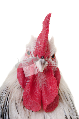 Image of Head of rooster on white background