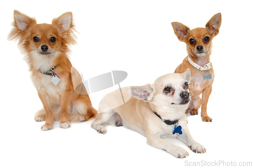 Image of Three happy chihuahua puppy dogs on a white background