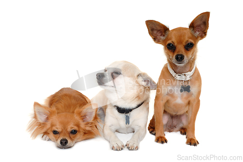 Image of Three happy chihuahua puppy dogs on a white background