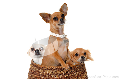 Image of Three happy chihuahua puppy dogs on a white background