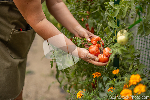 Image of Farmer carefully inspects a large ripe tomato