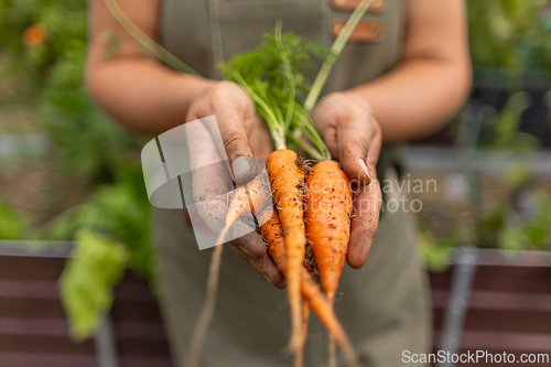 Image of Farmer is holding fresh organic carrots