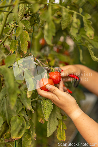 Image of Farmer is harvesting ripe red tomatoes