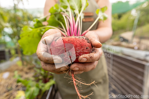 Image of Farmer is holding a freshly beetroot