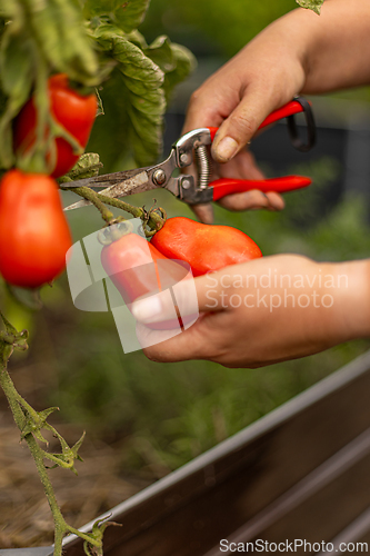 Image of Farmer is harvesting san marzano tomatoes