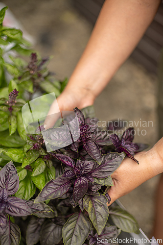 Image of Gardener holding a fresh basil plant