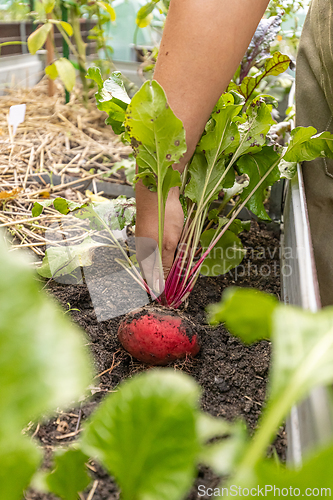 Image of Farmer harvesting fresh organic beetroot