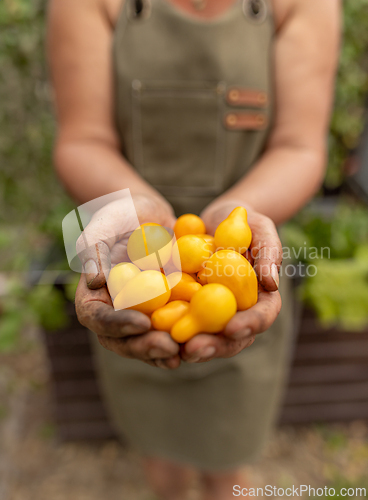 Image of Farmer holding yellow tomatoes