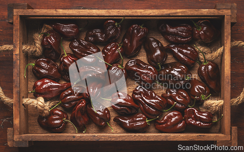 Image of Chocolate habanero peppers